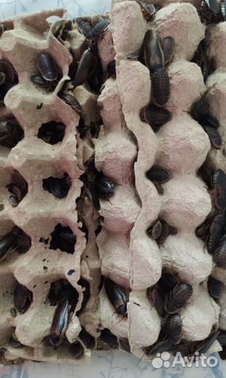 Аргентинский таракан (Blaptica Dubia)