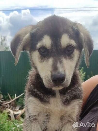 Собаки щенки