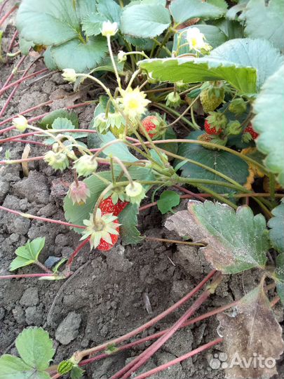 Клубника ремонтантная