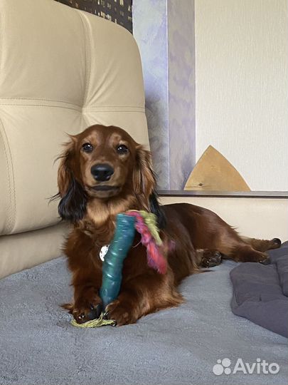 Стандартная длинношерстная такса. Вязка