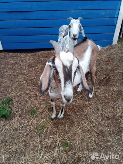 Дойные нубийские козы