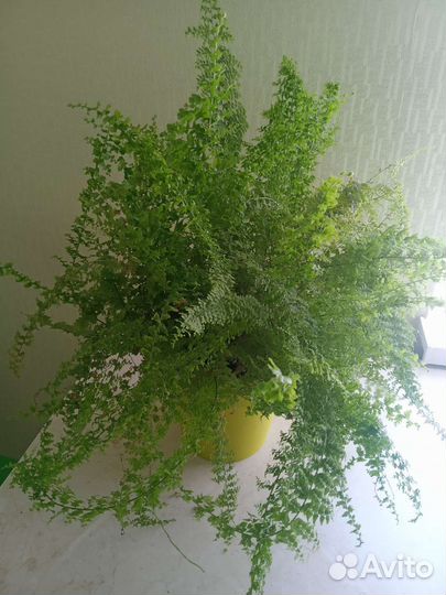 Папоротник кудрявый