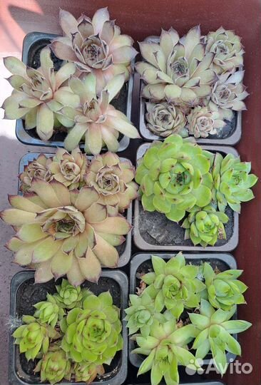 Молодило и очиток Эверса