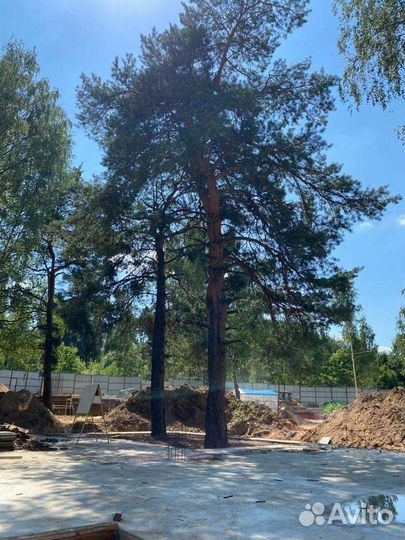 Спил деревьев