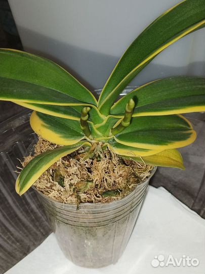 Орхидея фаленопсис