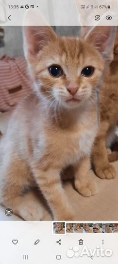 Котята. От кошки Сфинкс. Цена 1 тыс руб