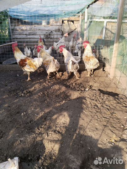 Продам петушков