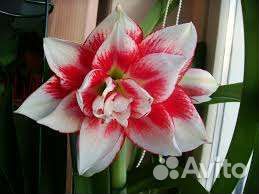 Гиппиаструм