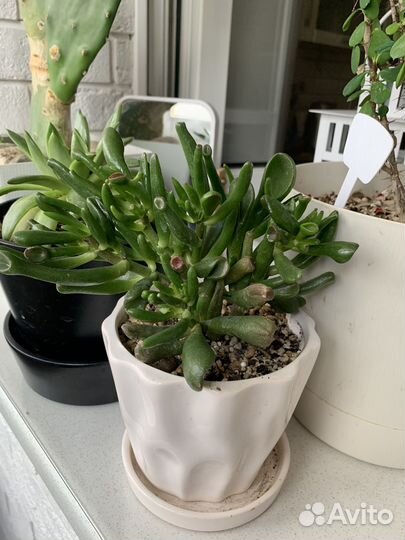 Комнатные растения цветы