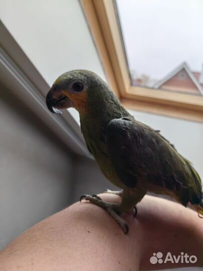 Попугай венесуэльский амазон