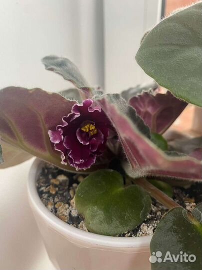 Фиалка обмен или продажа