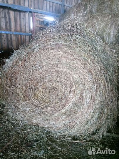 Продам сено в рулонах