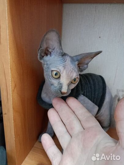 Канадский сфинкс