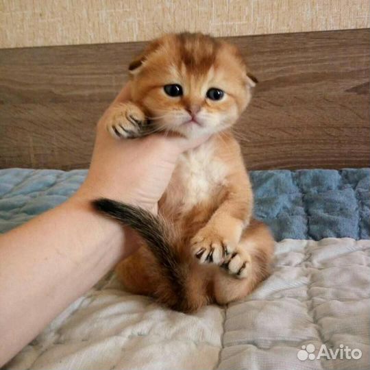 Шотландские золотые котята