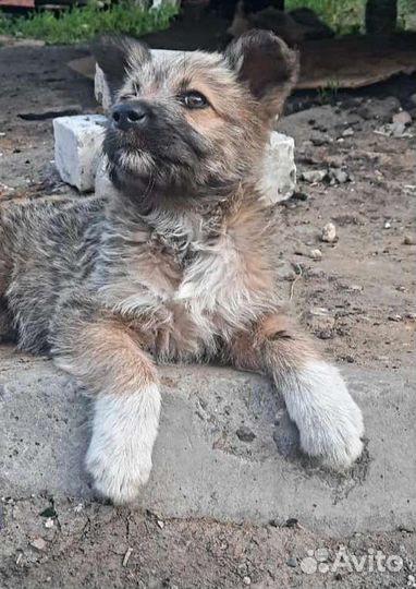 Щеночки в добрые руки