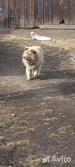 Маламут помесь