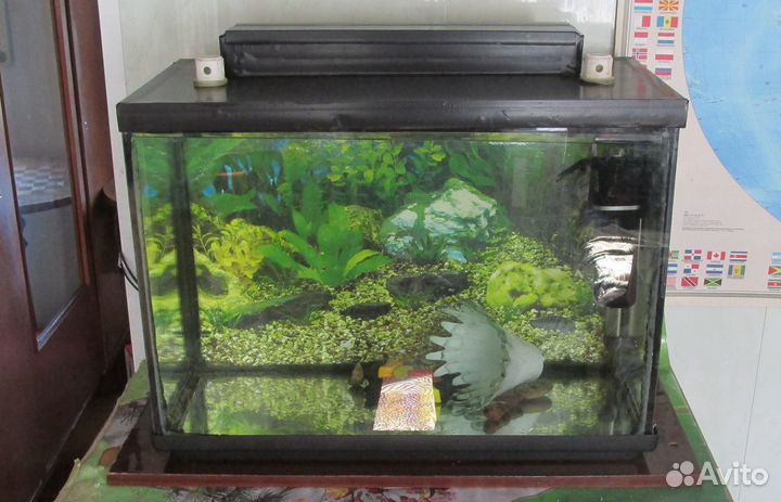 Аквариум