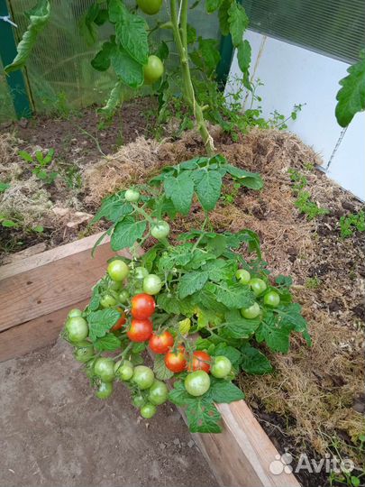 Рассада помидор