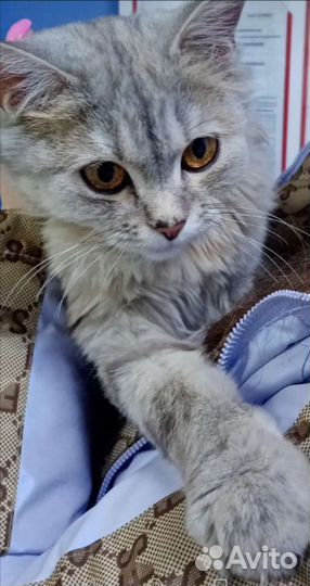 Кошка ищет дом