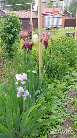 Ирисы бородатые