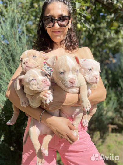 Американский булли