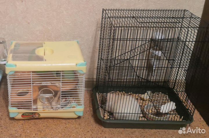 Сирийский хомяк и крыса белая с клетками