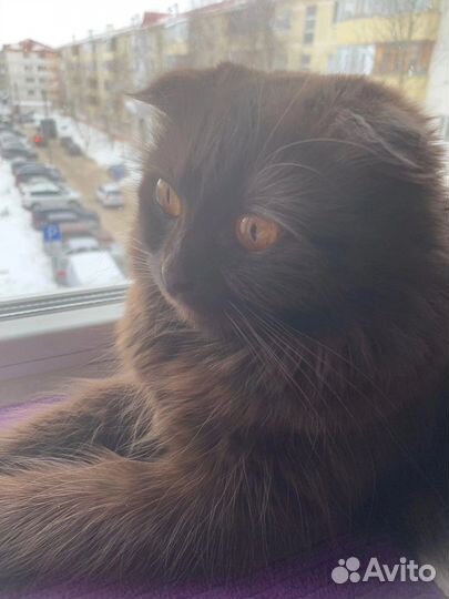 Кошка в дар бесплатно