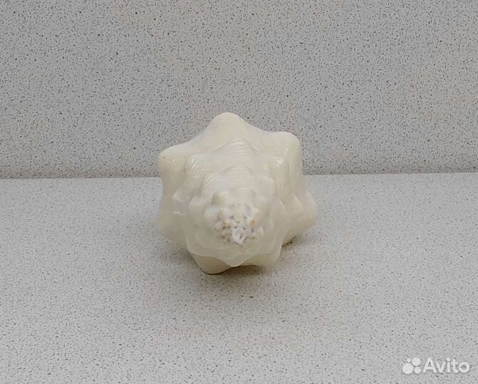 Фусинус Ундатус 17,5 морская ракушка раковина