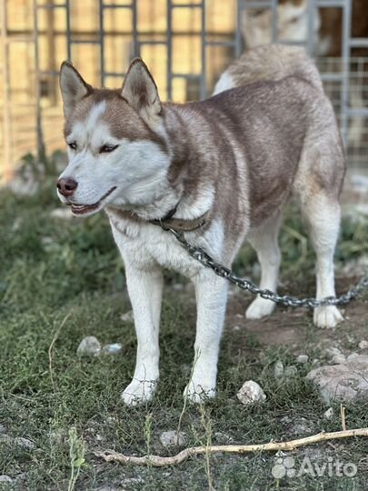 Собака в добрые руки Хаски
