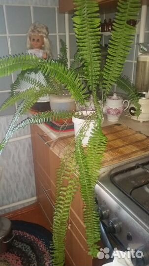 Cортовые комнатныЭпифиллум(Epiphyllum) тидеи.циссу