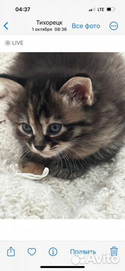 Курильский бобтейл