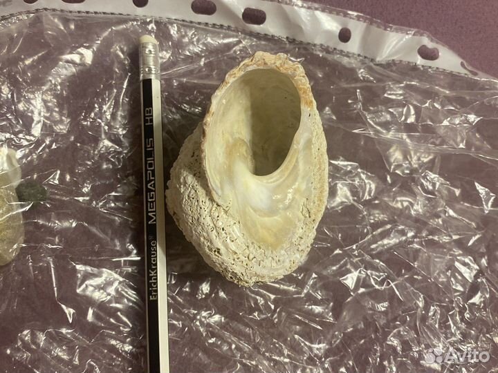 Большая ракушка