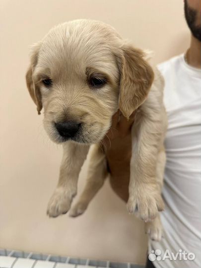 Золотистый ретривер