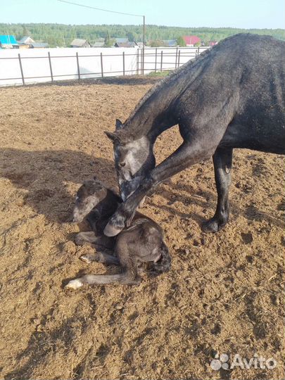 Продам лошадей