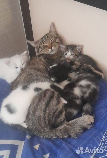 Котята 1,5 месяца