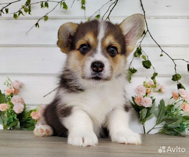 Щенки Вельш Корги Пемброк РКФ Мальчик