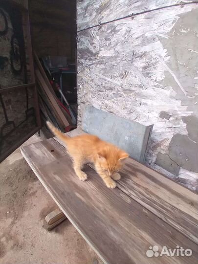 Малыши ищут дом
