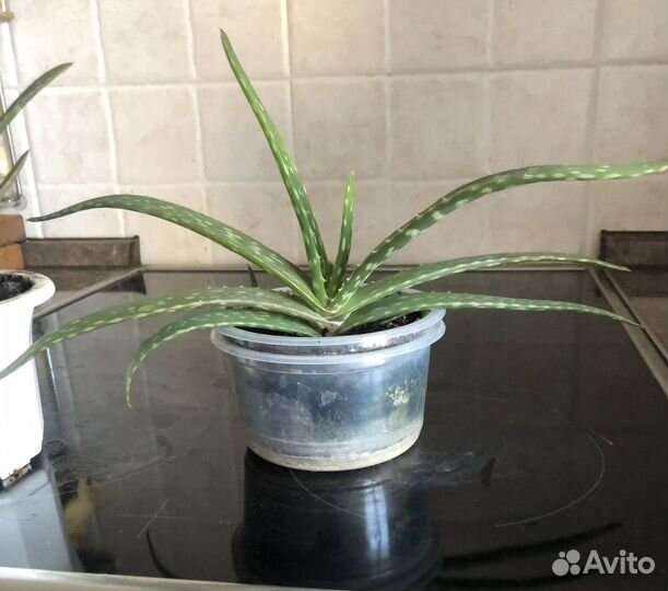 Алое вера лечебный 15- 20 см