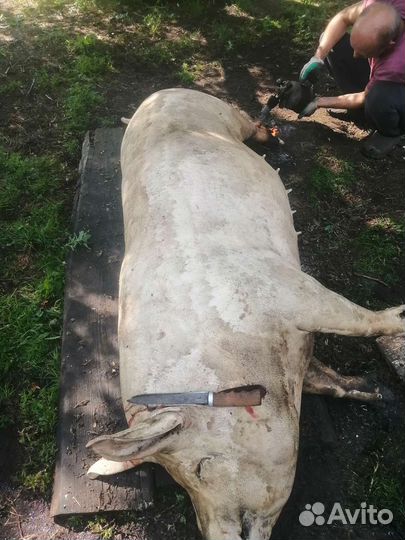 Солёное Сало, грудинка