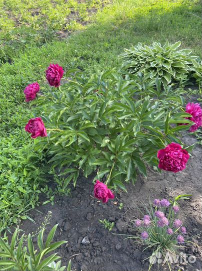 Многолетние цветы для сада