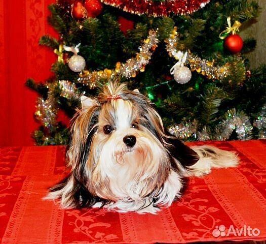 Вязка бивер-йорк