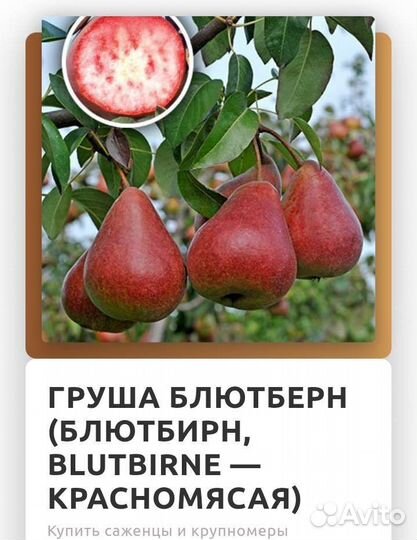 Саженцы груш конференция и др