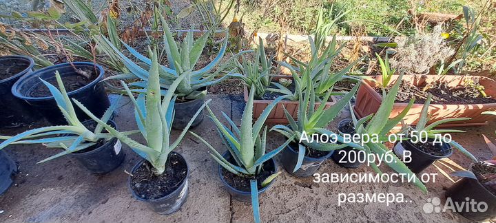 Цветы домашние в горшках