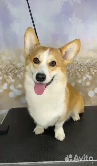 Мальчик корги ищет девочку для вязки, случки
