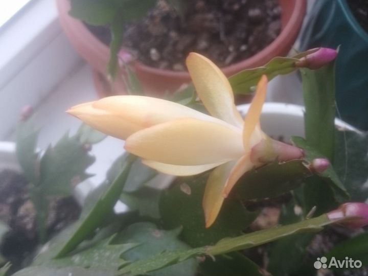 Декабристы разных цветов