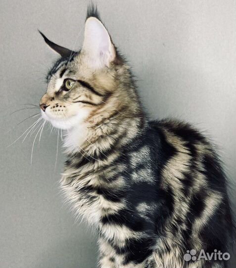 Мейнкун девочка чистокровнейшая