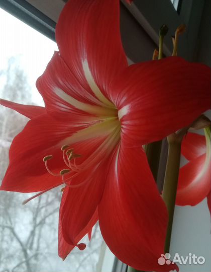 Гиппеаструм