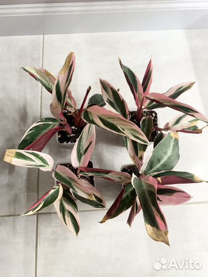 Комнатные рестения Строманта (Триколор, Триостар)