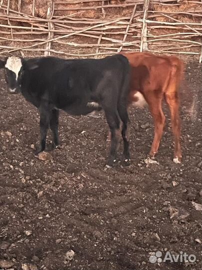 Два бычка и телята