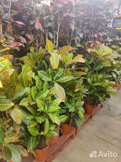 Растения для озеленения помещений, квартир, домов